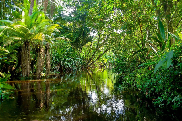 The World’s Largest Tropical Rainforest | Jungle Sounds | Scenic Relaxation Film